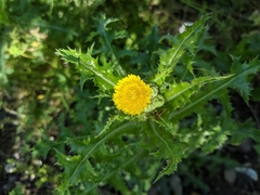 Sonchus asper