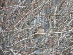 Passer domesticus