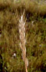Festuca ambigua