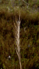 Festuca ambigua