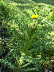 Sonchus asper