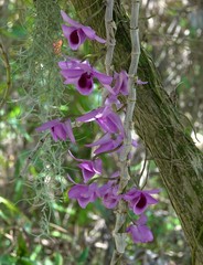 Dendrobium anosmum