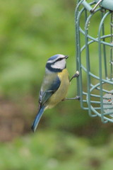 Cyanistes caeruleus