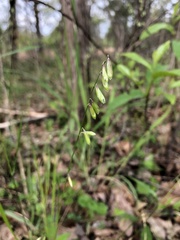 Melica mutica
