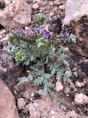 Phacelia popei