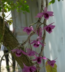 Dendrobium anosmum