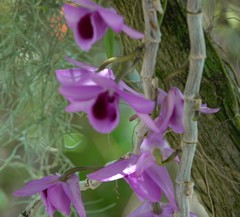 Dendrobium anosmum