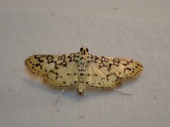 Asturodes junkoshimurae