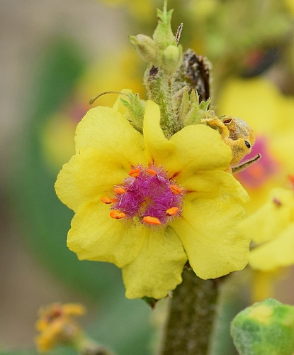 Verbascum nigrum