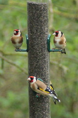 Carduelis carduelis
