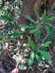 Chrysophyllum gonocarpum