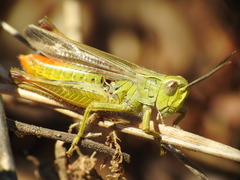 Chorthippus apicalis