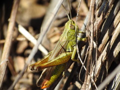 Chorthippus apicalis