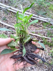 Lithospermum tuberosum
