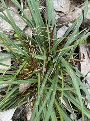 Carex digitata