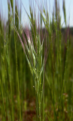 Festuca fasciculata