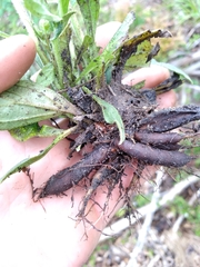 Lithospermum tuberosum