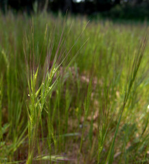 Festuca fasciculata