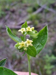 Lithospermum tuberosum