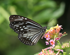 Parantica aglea aglea