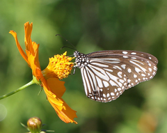 Parantica aglea aglea
