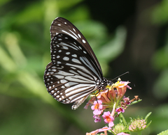 Parantica aglea aglea