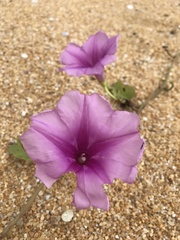 Ipomoea pes-caprae