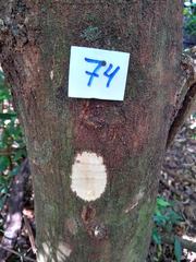 Chrysophyllum gonocarpum