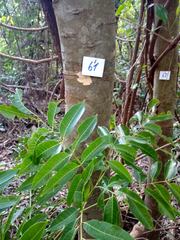 Astronium graveolens