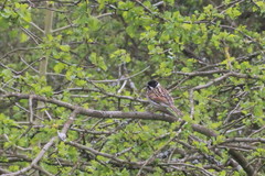 Emberiza schoeniclus