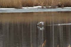 Larus fuscus barabensis