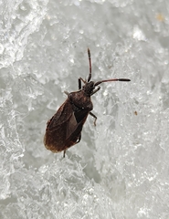 Ulmicola spinipes