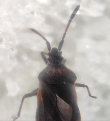 Ulmicola spinipes