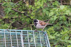 Emberiza schoeniclus