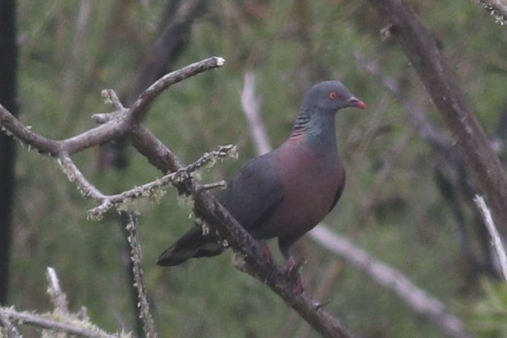 Foto de Bolle's Pigeon