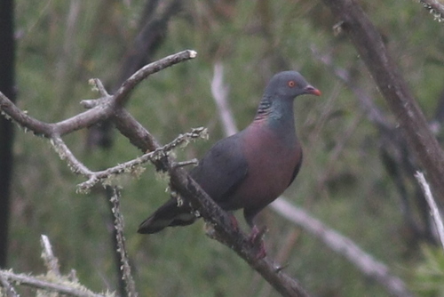 Foto de Bolle's Pigeon