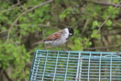 Emberiza schoeniclus
