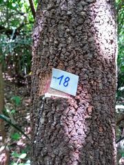 Sapium haematospermum