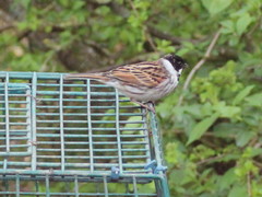 Emberiza schoeniclus