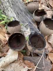 Urnula