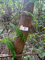 Senegalia polyphylla