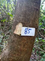 Senegalia polyphylla