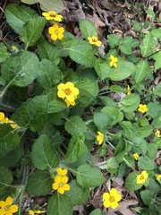 Chrysogonum