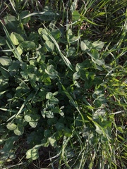 Trifolium pratense