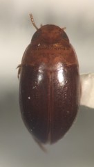 Suphisellus semipunctatus