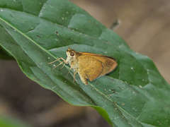 Synapte pecta