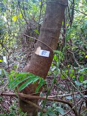 Senegalia polyphylla