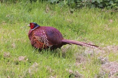 Phasianus colchicus