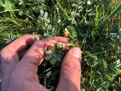 Phragmidium sanguisorbae