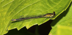 Ischnura elegans